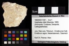 Foto (Objket + Etiketten) von Galatheites zitteli (Moericke, 1889) 